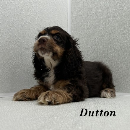 puppy, for, sale, Cocker Spaniel, Joe & Cherri  Overlease, dog, breeder, Miller, MO, dog-breeder, puppy-for-sale, forsale, nearby, find, puppyfind, locator, puppylocator, aca